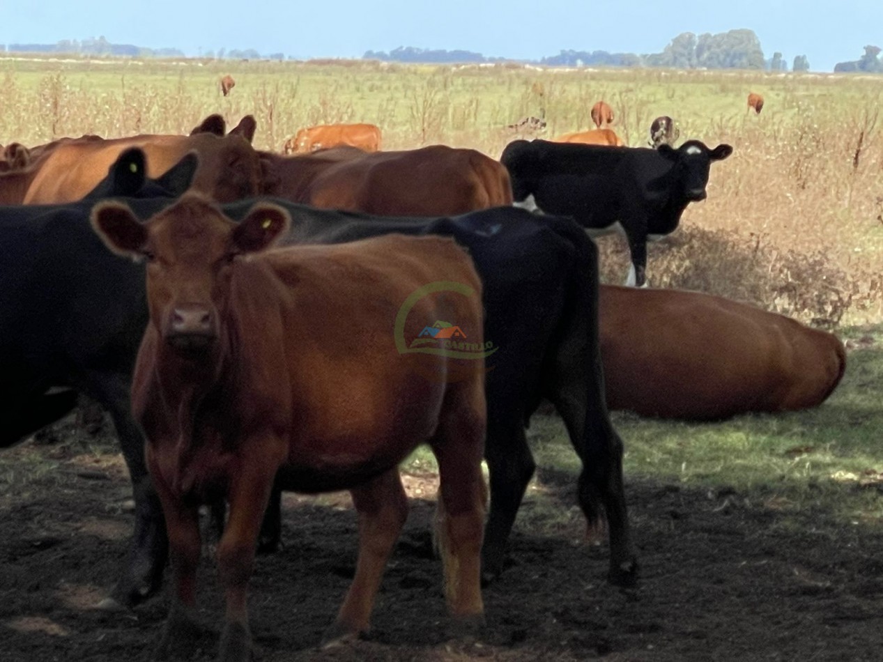 78 ha Mixtas - Saladillo