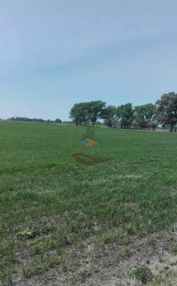 25 ha Mixto - Olavarria 