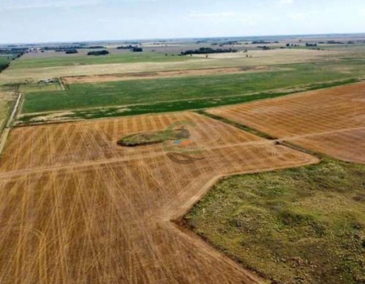 389 Ha Mixtas - Macachin - Cordoba