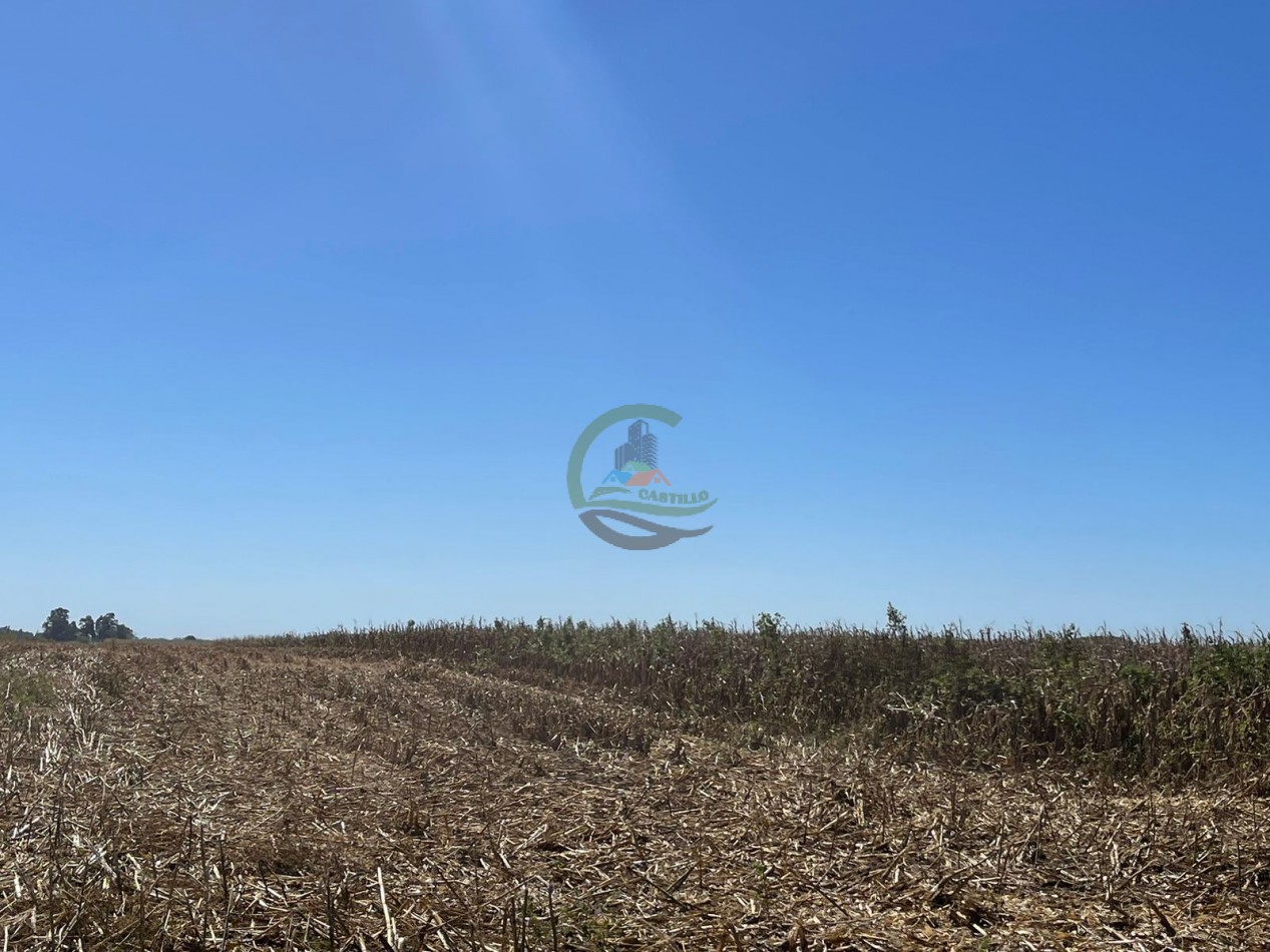 265 HA Agricolas - Saladillo