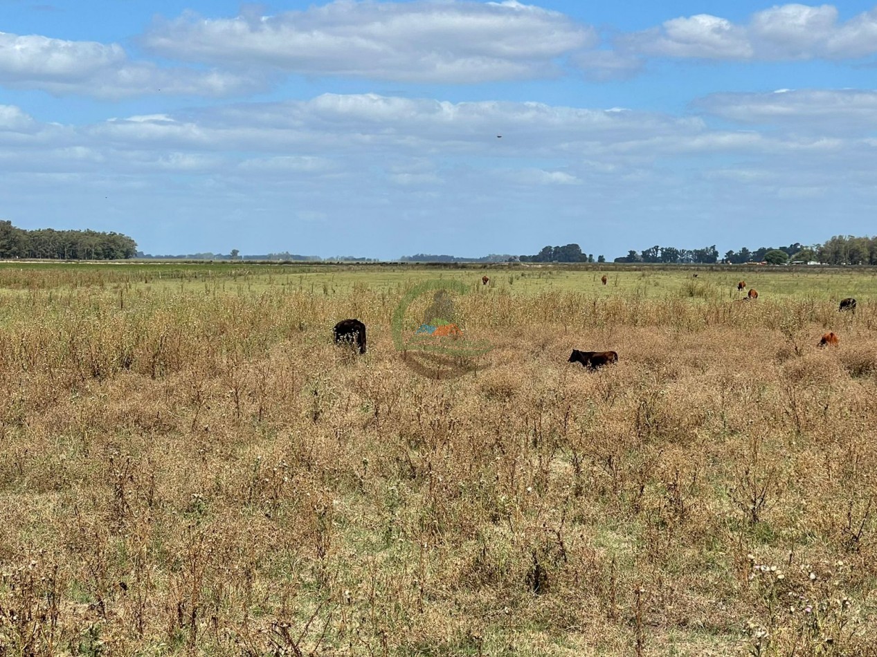 78 ha Mixtas - Saladillo