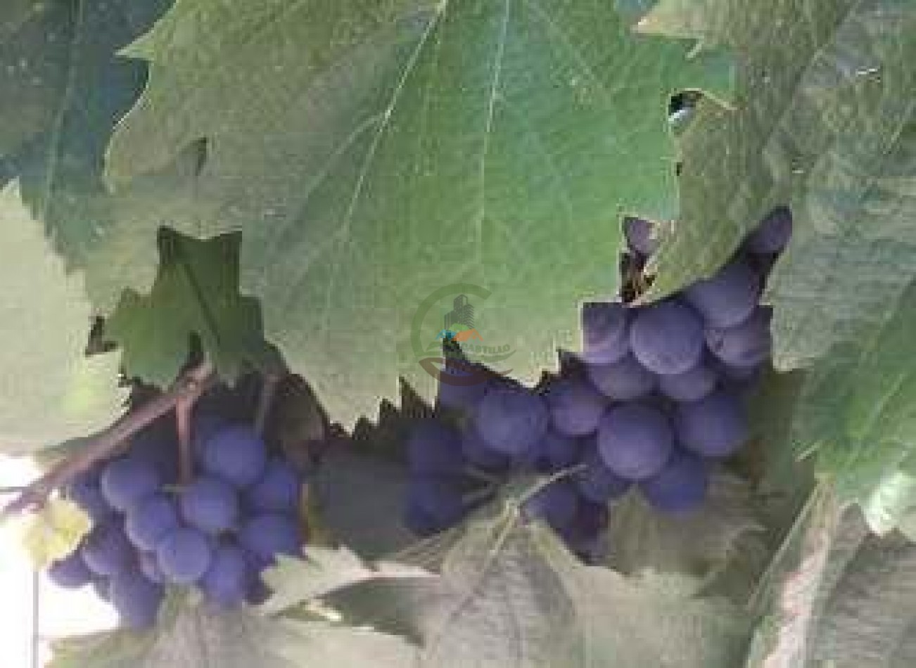 420 Ha Mixtas - El Nogalar - Viñedo y Bodega - Tucuman 