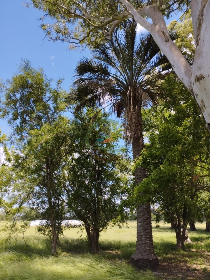 20 ha ganaderas - navarro