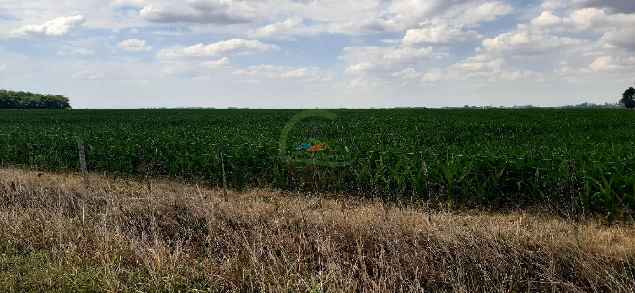 177 ha Mixtas - Pergamino 