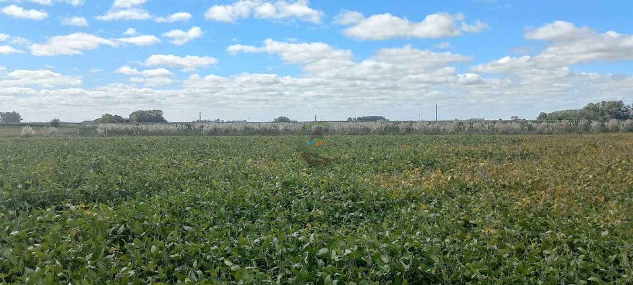 50 Ha Agricolas - Herrera Vegas