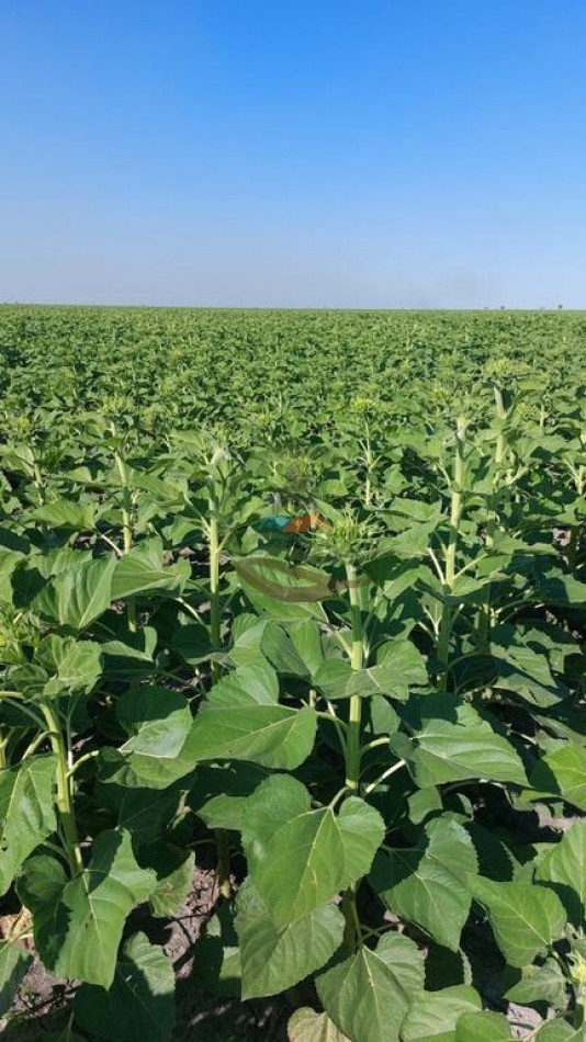 3750 Ha Agricolas - Gato Colorado - Santa Fe