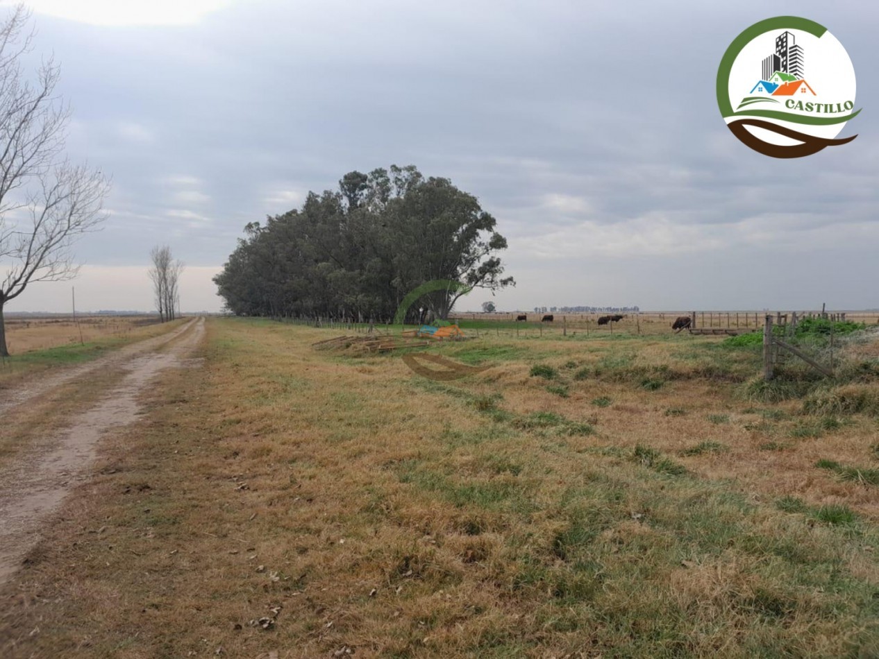1025 ha mixta - saladillo