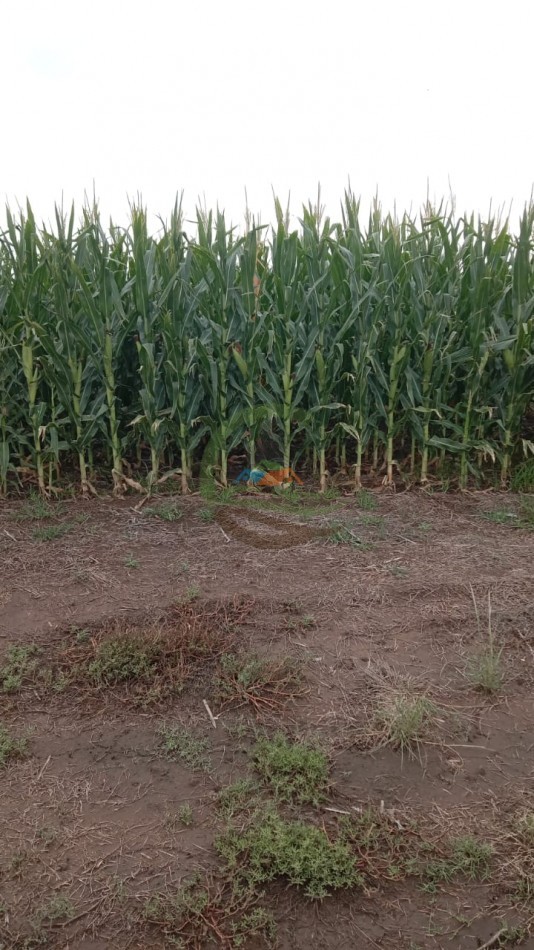 336 Ha Agricolas - Rio Cuarto - Cordoba