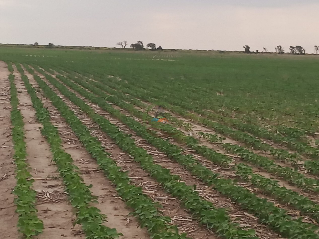 810 ha Agricolas - Fortin Inca - Santiago del Estero