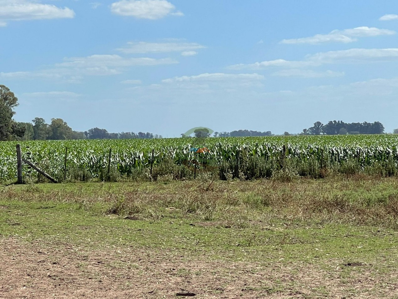 78 ha Mixtas - Saladillo