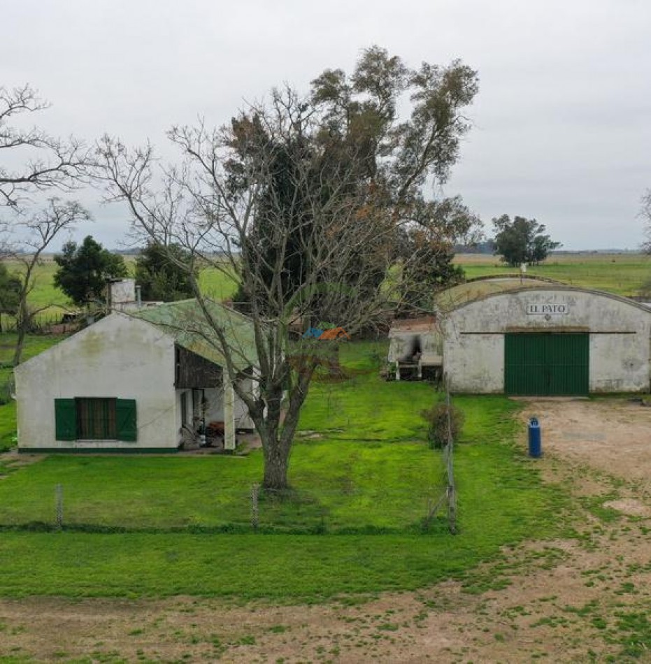 1795 Ha Ganadero - Chascomus