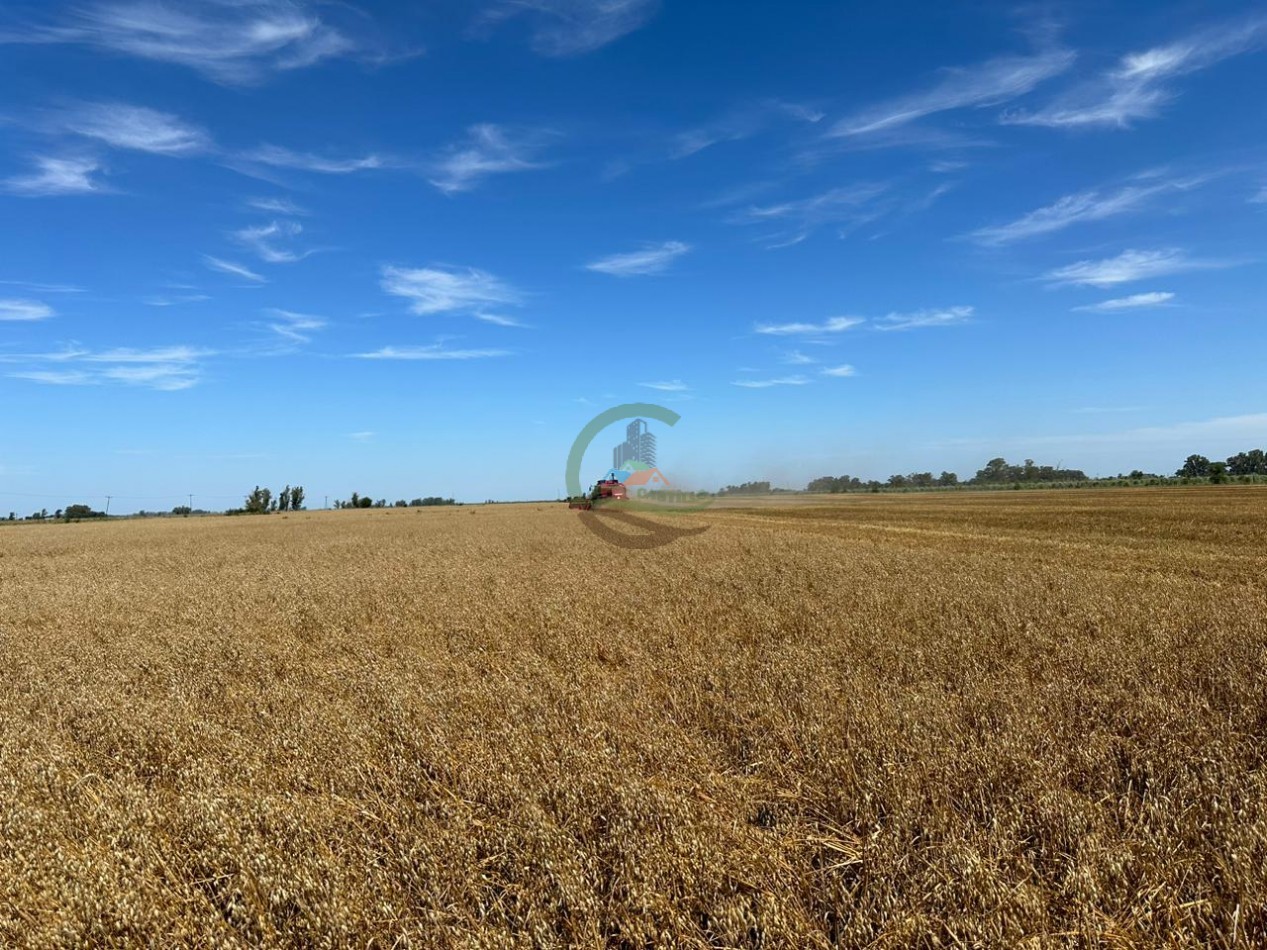 20 ha agricolas - roque perez 