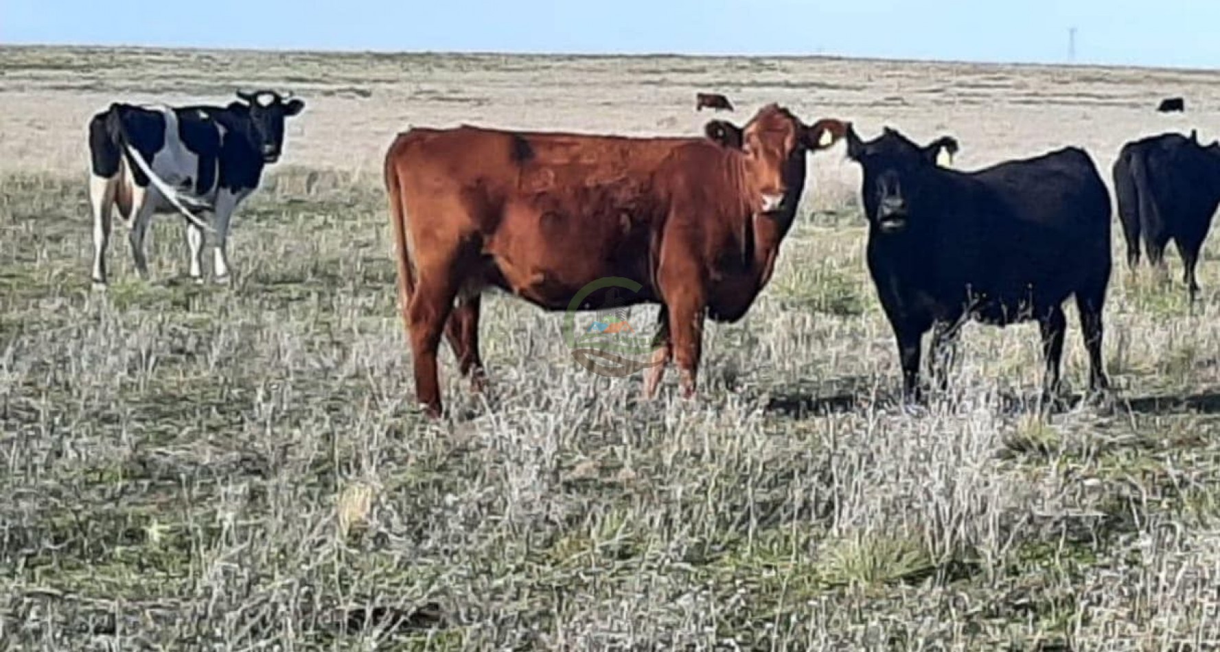 360 ha Mixtas - Tornquist