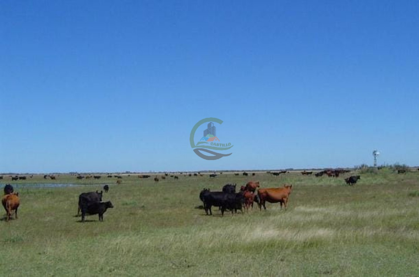 900 ha Ganadera - Tapalque 
