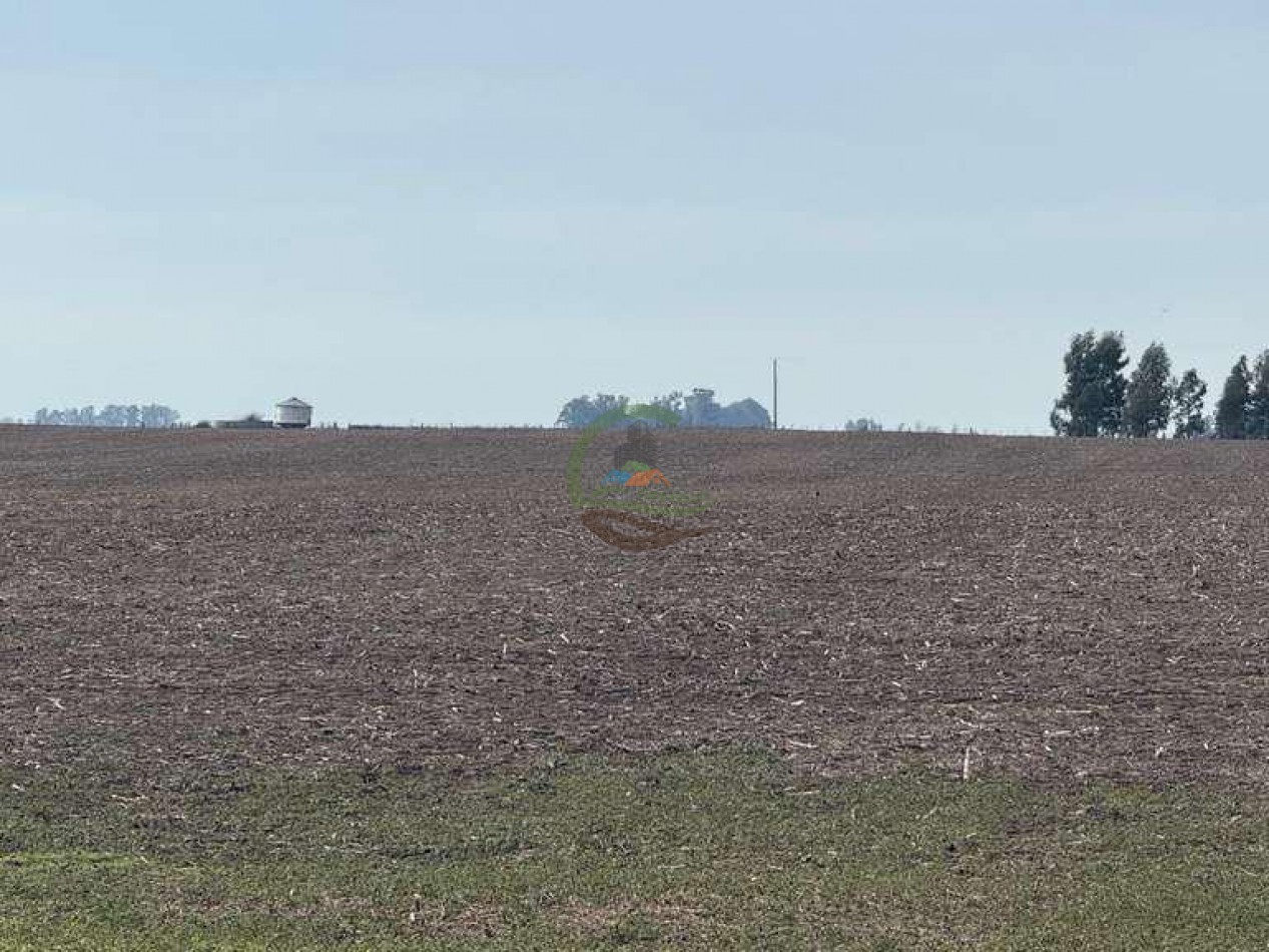 639 Ha Mixto - Urdampilleta - Bolivar