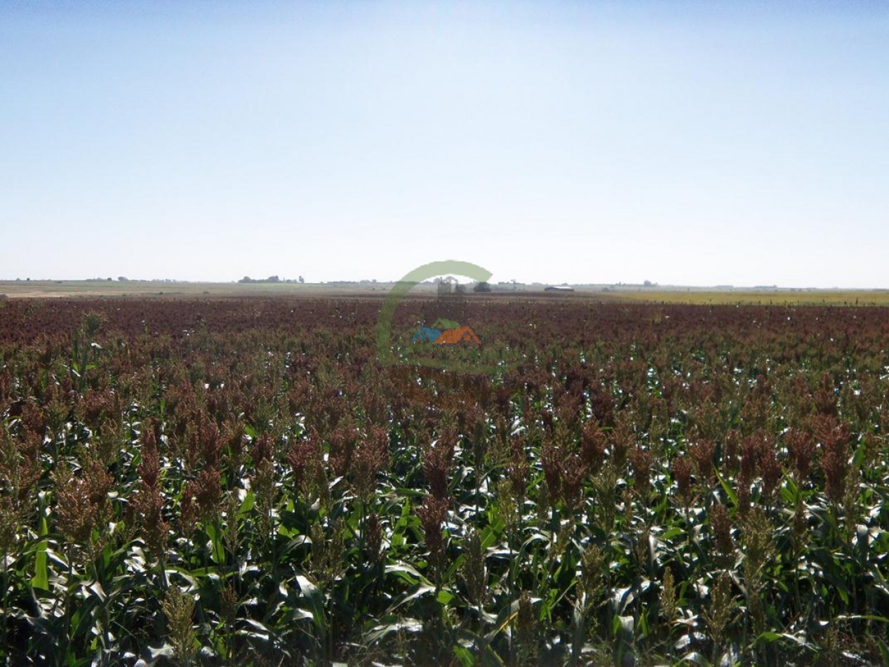 575 Ha Agricolas - Victoria - Entre Rios