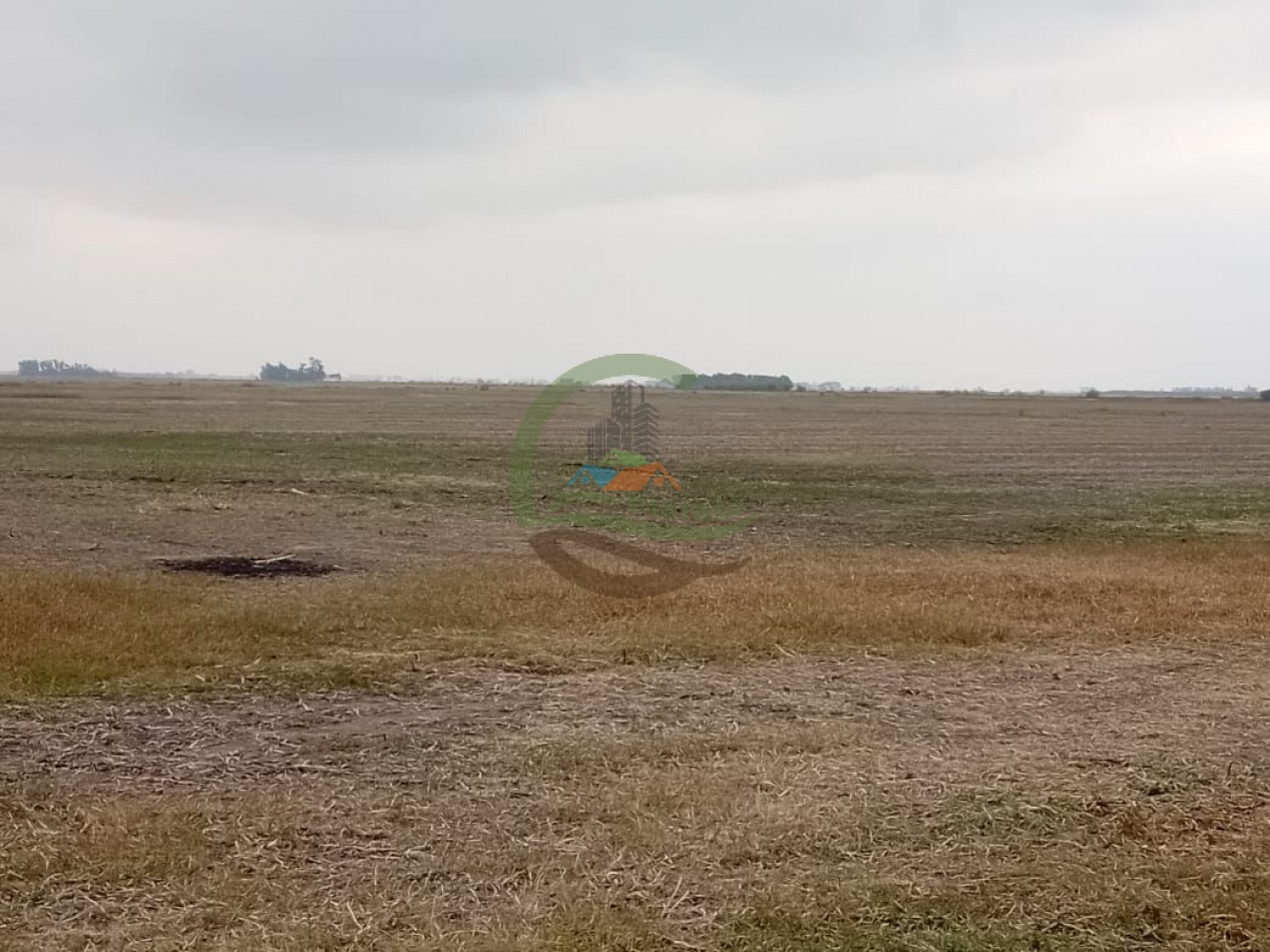 104 ha Agricola - Arequito Sta Fe