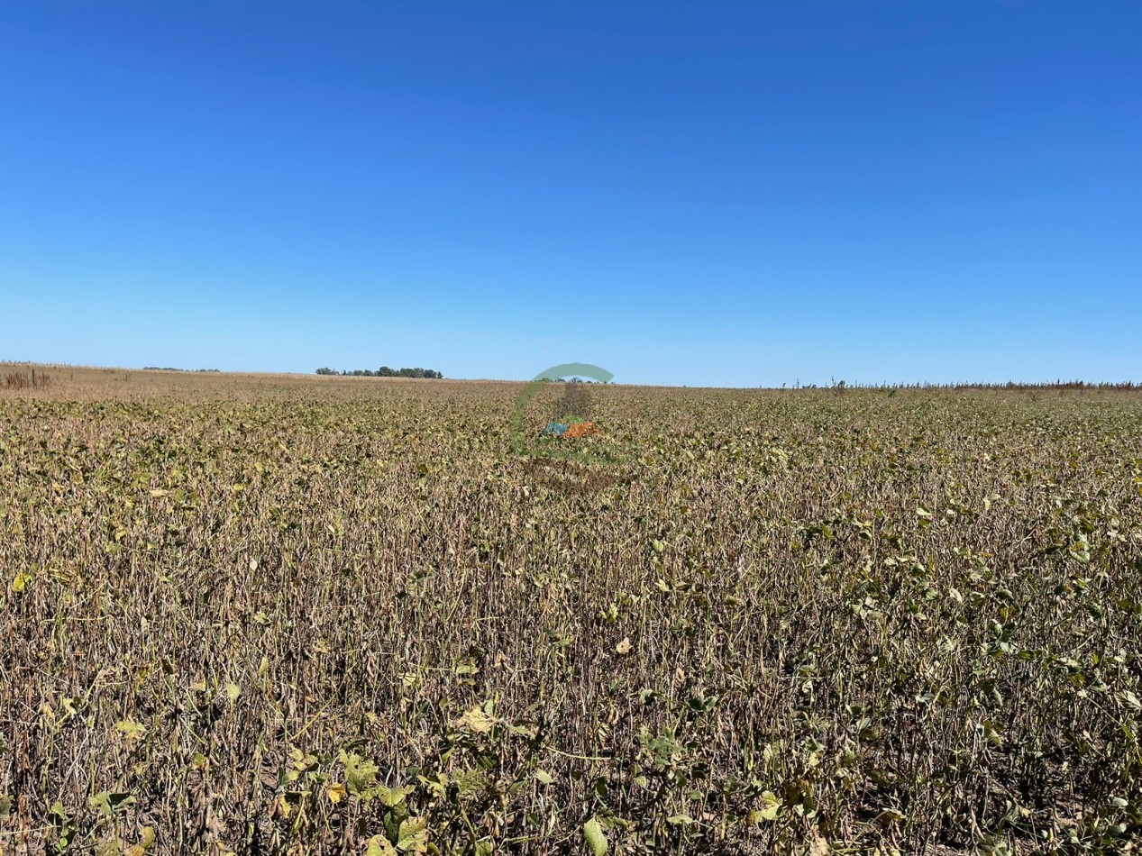 265 HA Agricolas - Saladillo