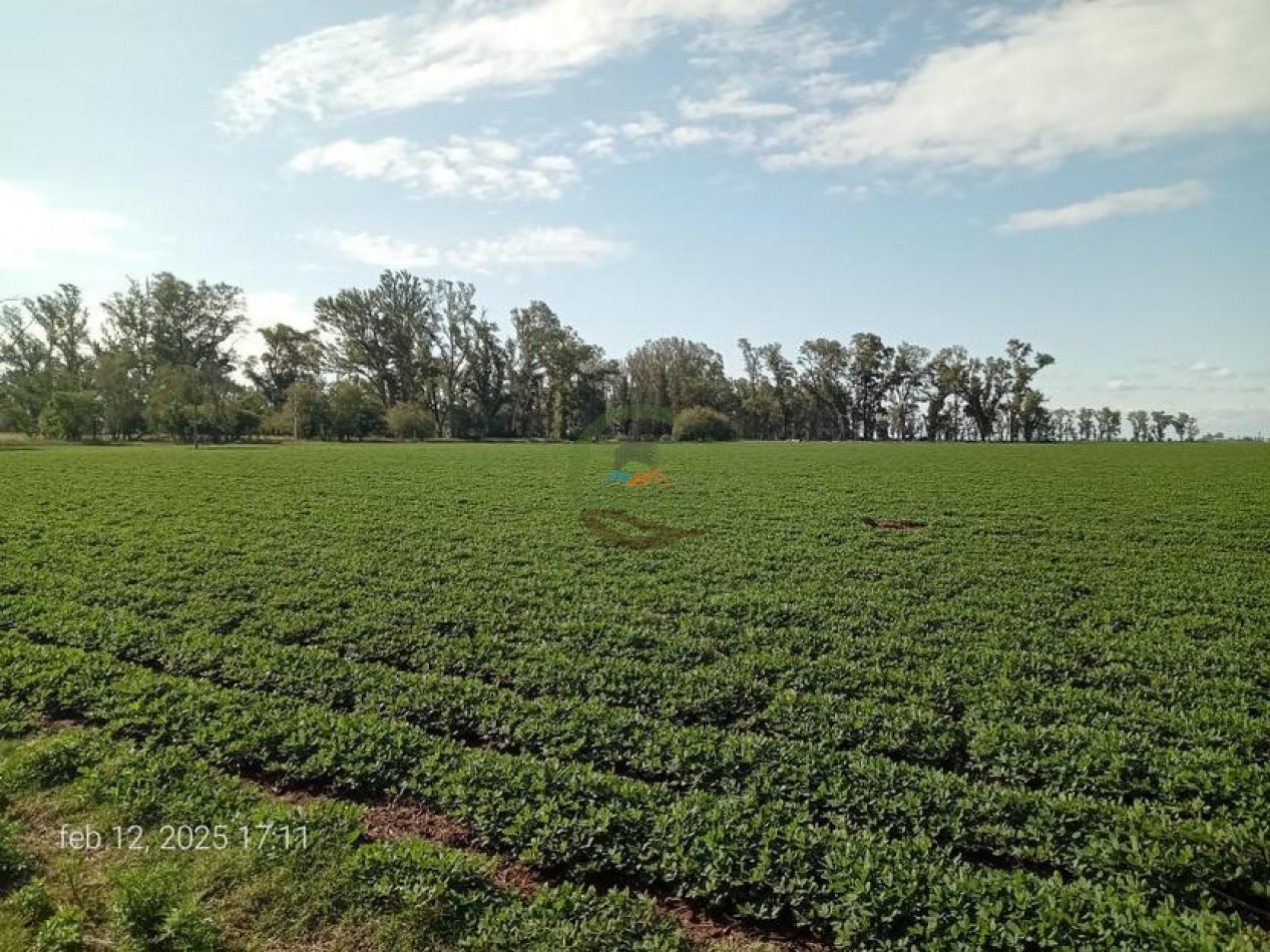 189 Ha Agricolas - Monte Maiz - Cordoba 