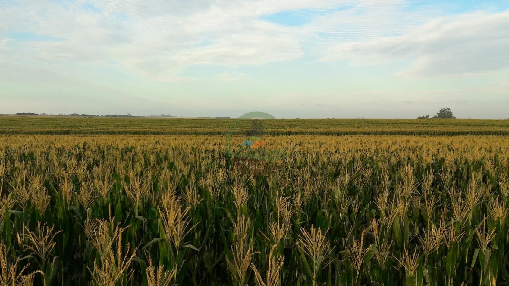 575 Ha Agricolas - Victoria - Entre Rios