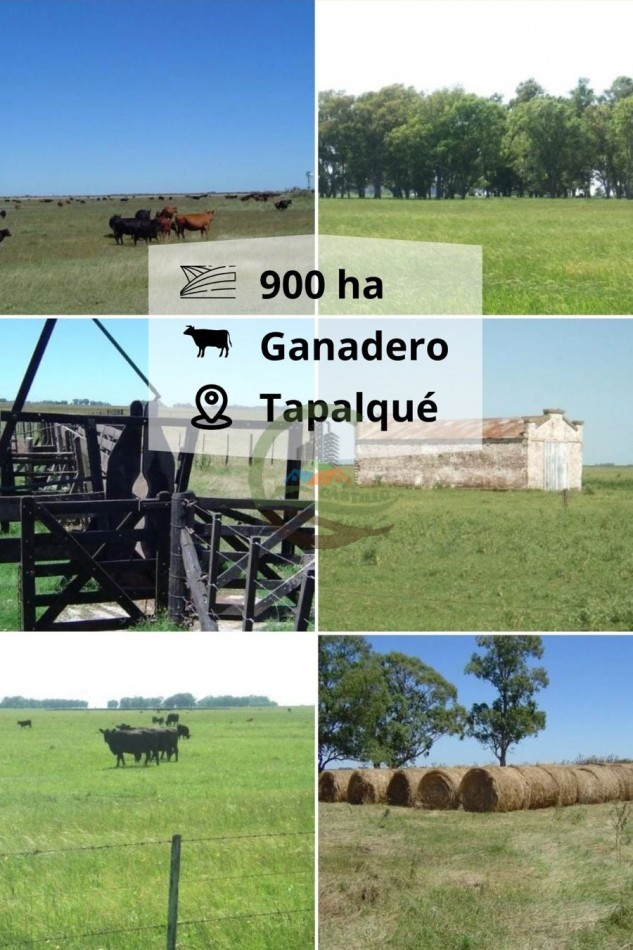 900 ha Ganadera - Tapalque 