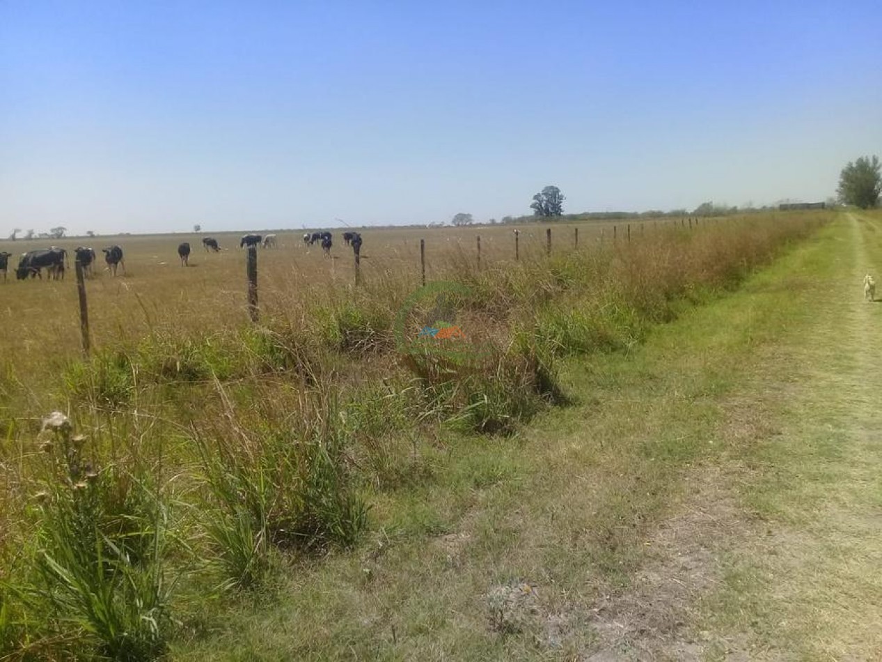 632 Ha Mixtas - Galvez - Santa Fe