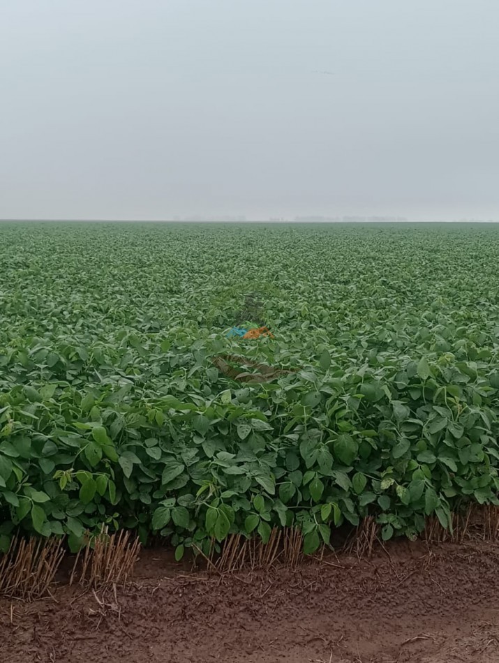 810 ha Agricolas - Fortin Inca - Santiago del Estero