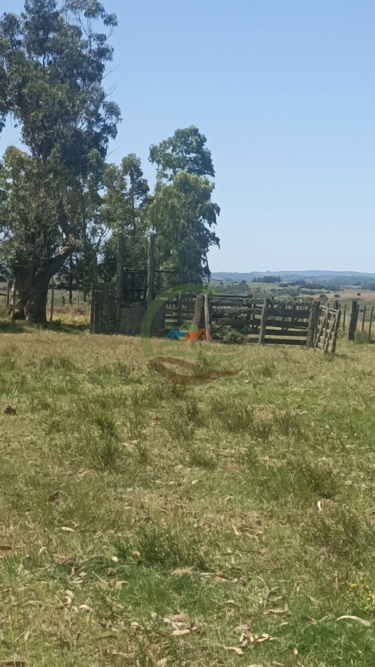 28 Ha Mixtas - Paso de Dutra - Uruguay