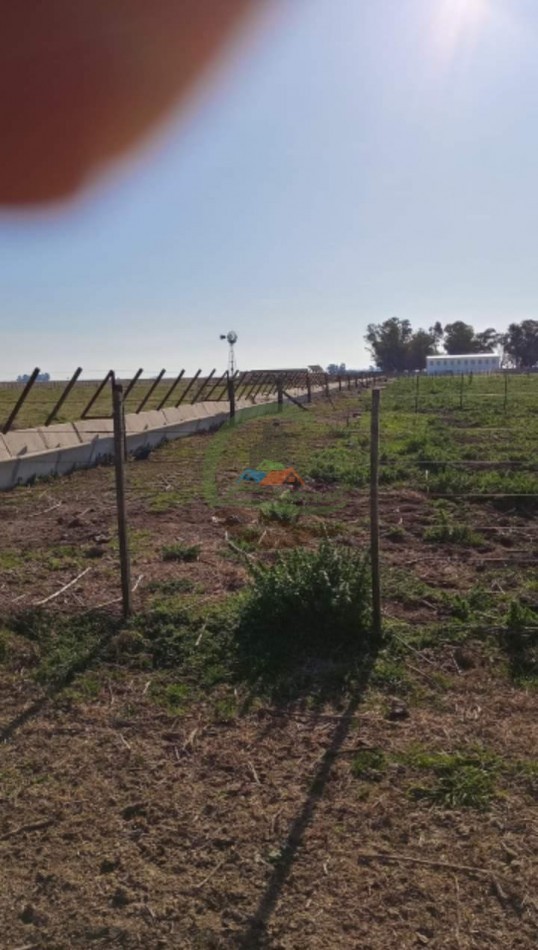 200 ha MIxtas . Tapalque 