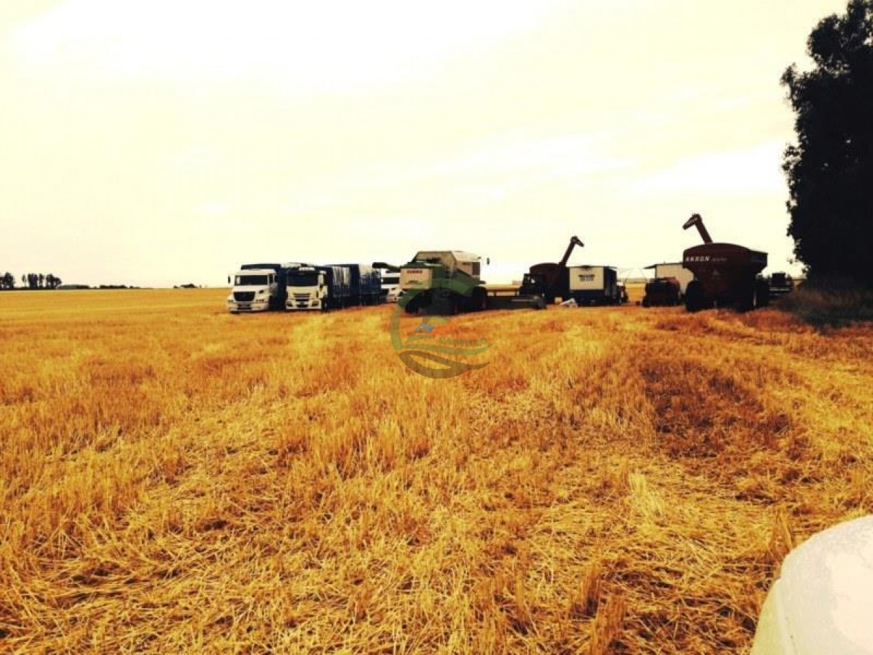 390 Ha Agricolas - Loberia