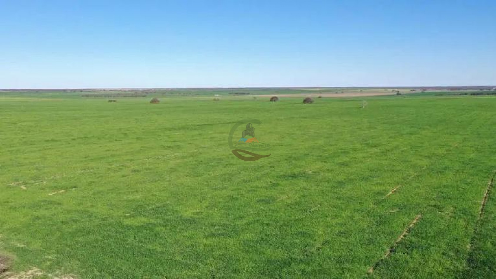 5000 Ha Ganadero - Conhelo - La Pampa