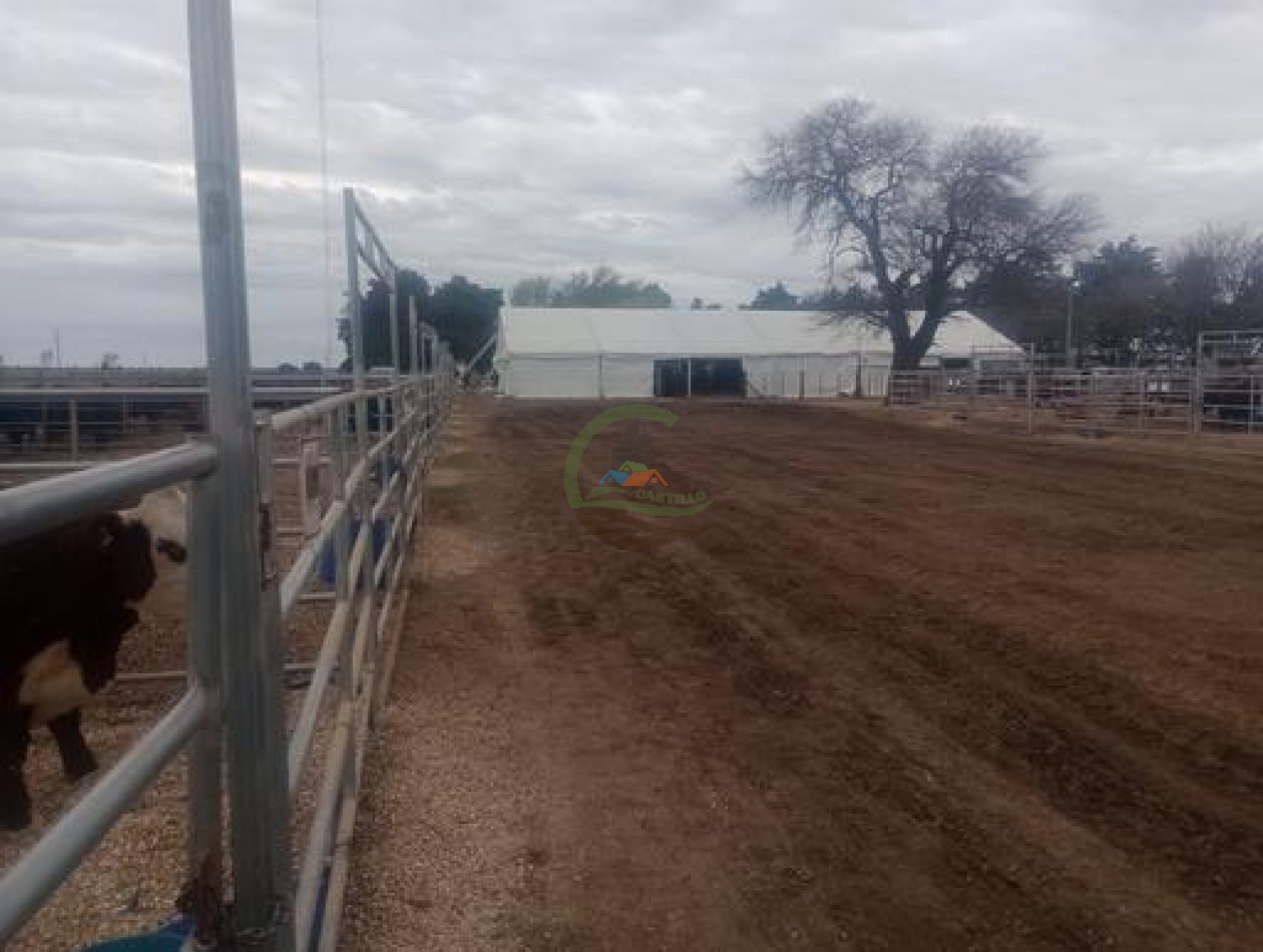 1900 Ha Mixto - Laboulaye - Cordoba