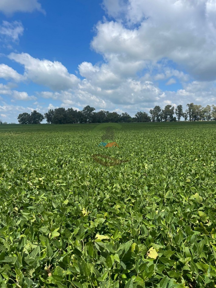 84 ha mixta - Bolivar