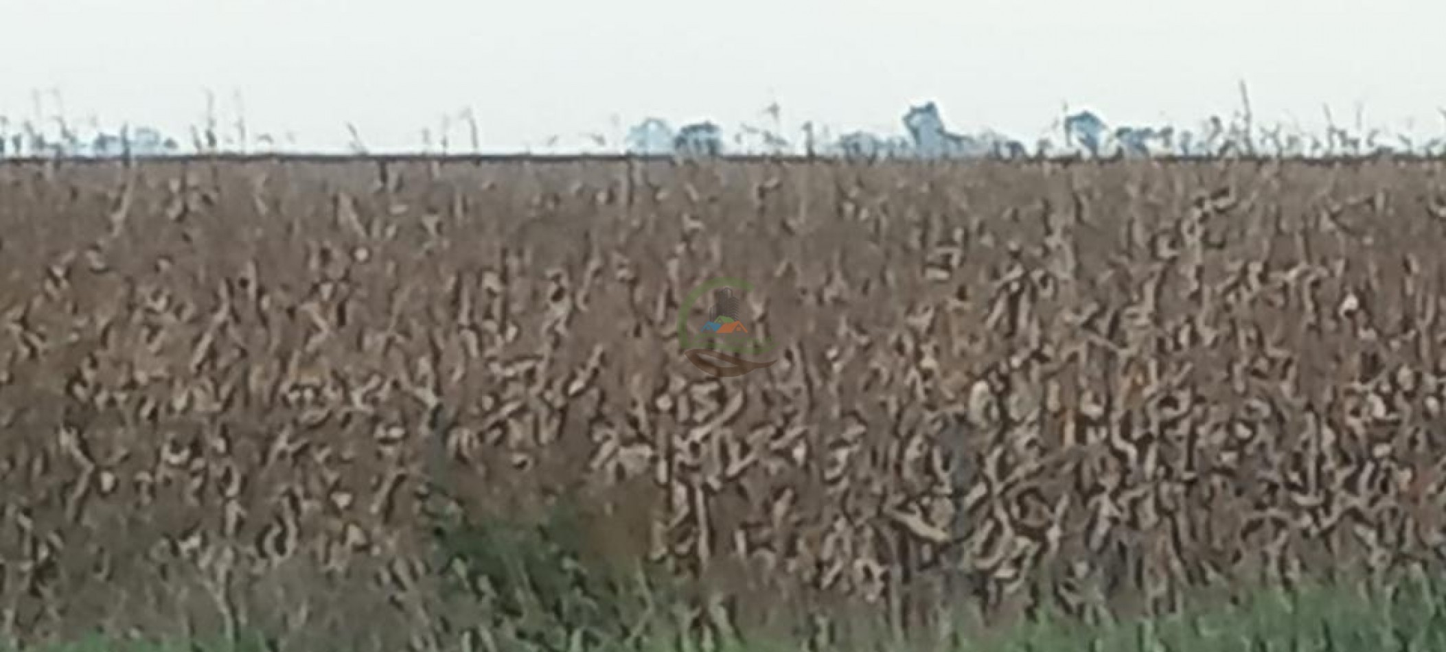 180 Ha Agricolas - Hale - Bolivar
