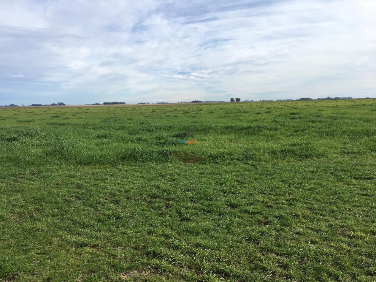 380 ha Mixtas - Bolivar