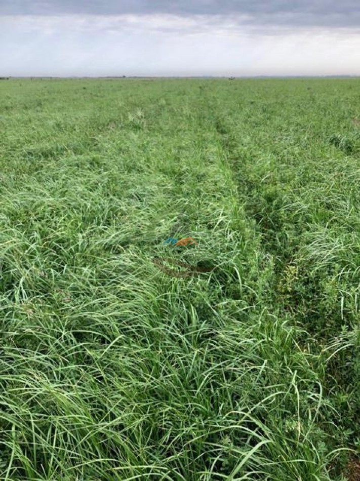 1135 Ha Mixto - Dorila - Mara Co - La Pampa