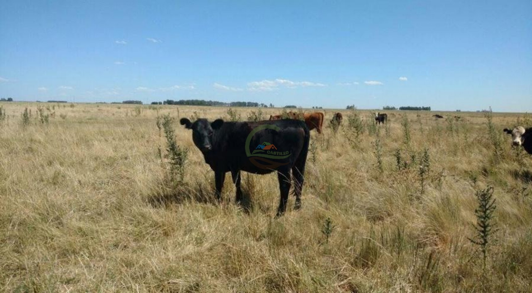 882 Ha Mixto - Gral Lamadrid