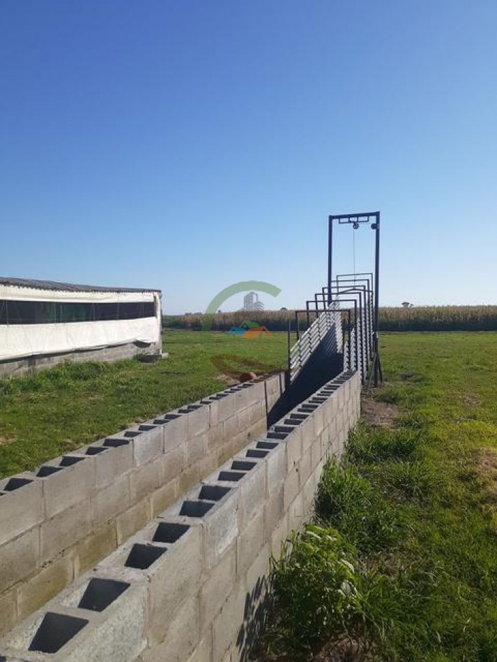 95 Ha Granja de Cerdos - Trenque Lauquen