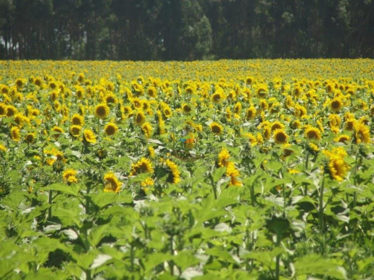 390 Ha Agricolas - Loberia