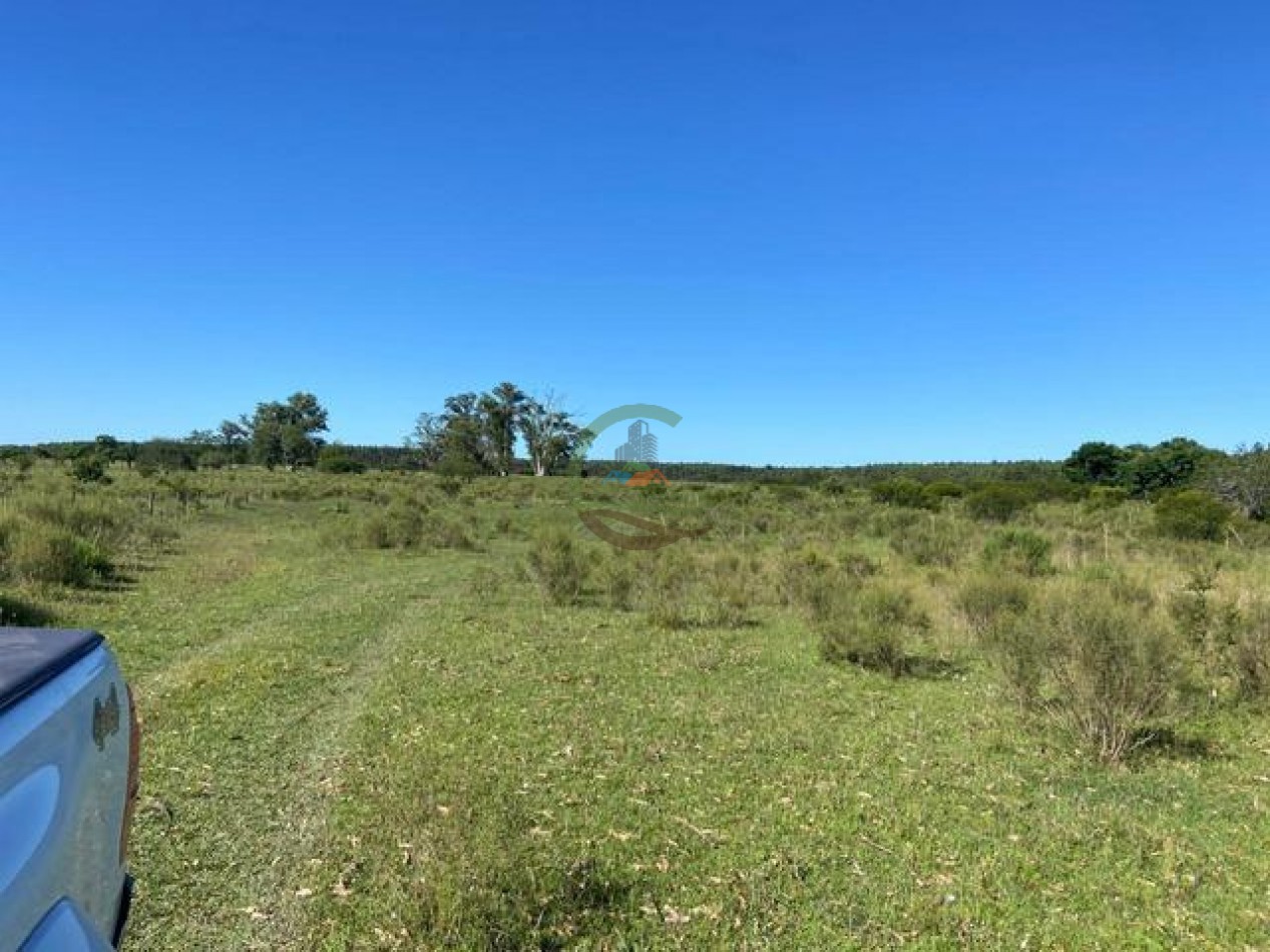 91 Ha Mixtas - San Salvador - Entre Rios