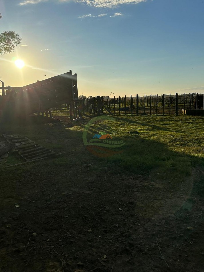 114 Ha Mixto - La Delfina - General Viamonte