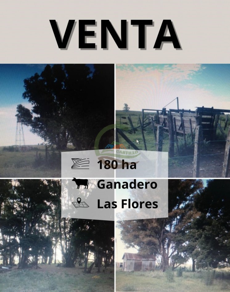 180 ha Ganadero - Las Flores