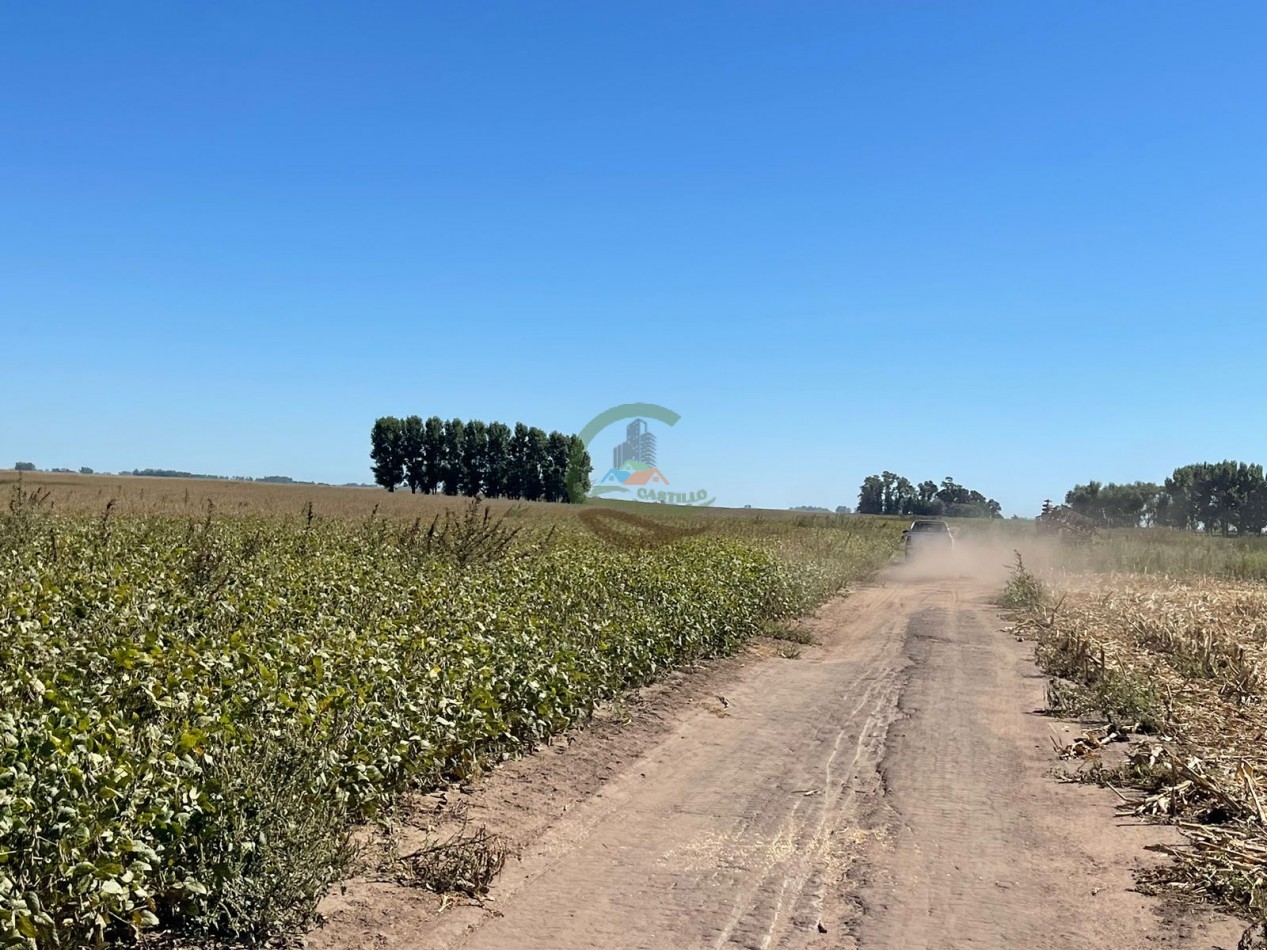 265 HA Agricolas - Saladillo