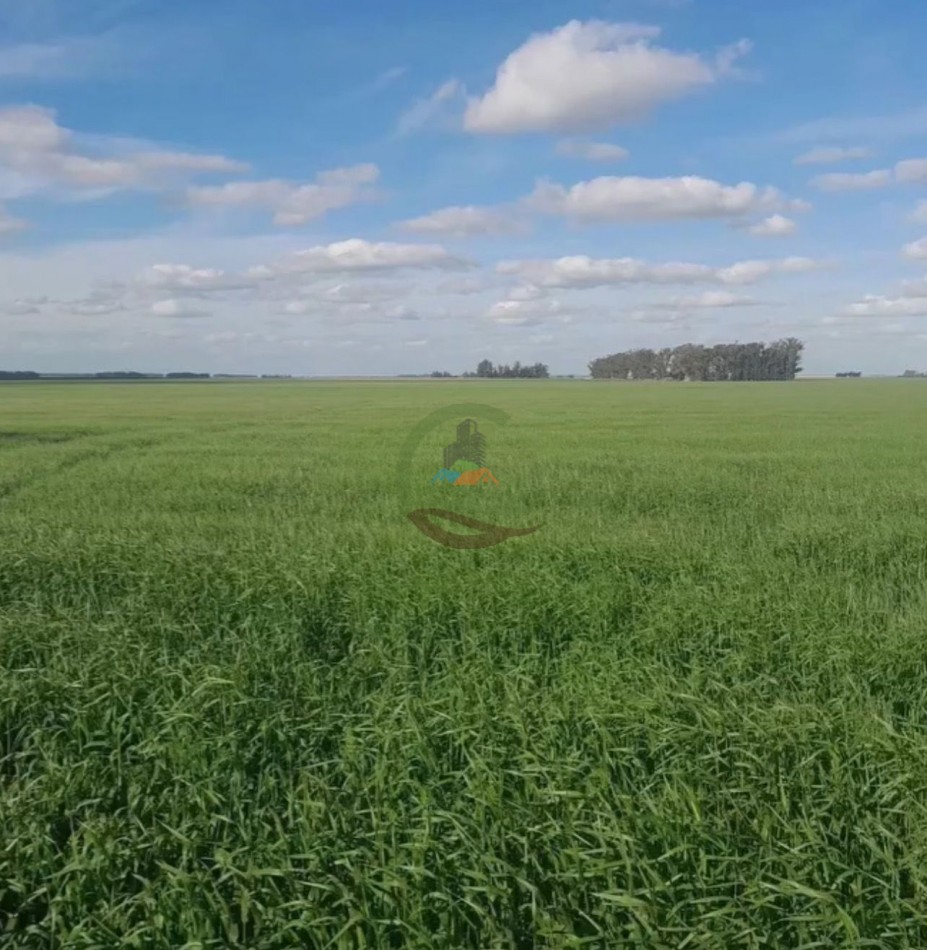 125 ha Agricolas - San Cayetano