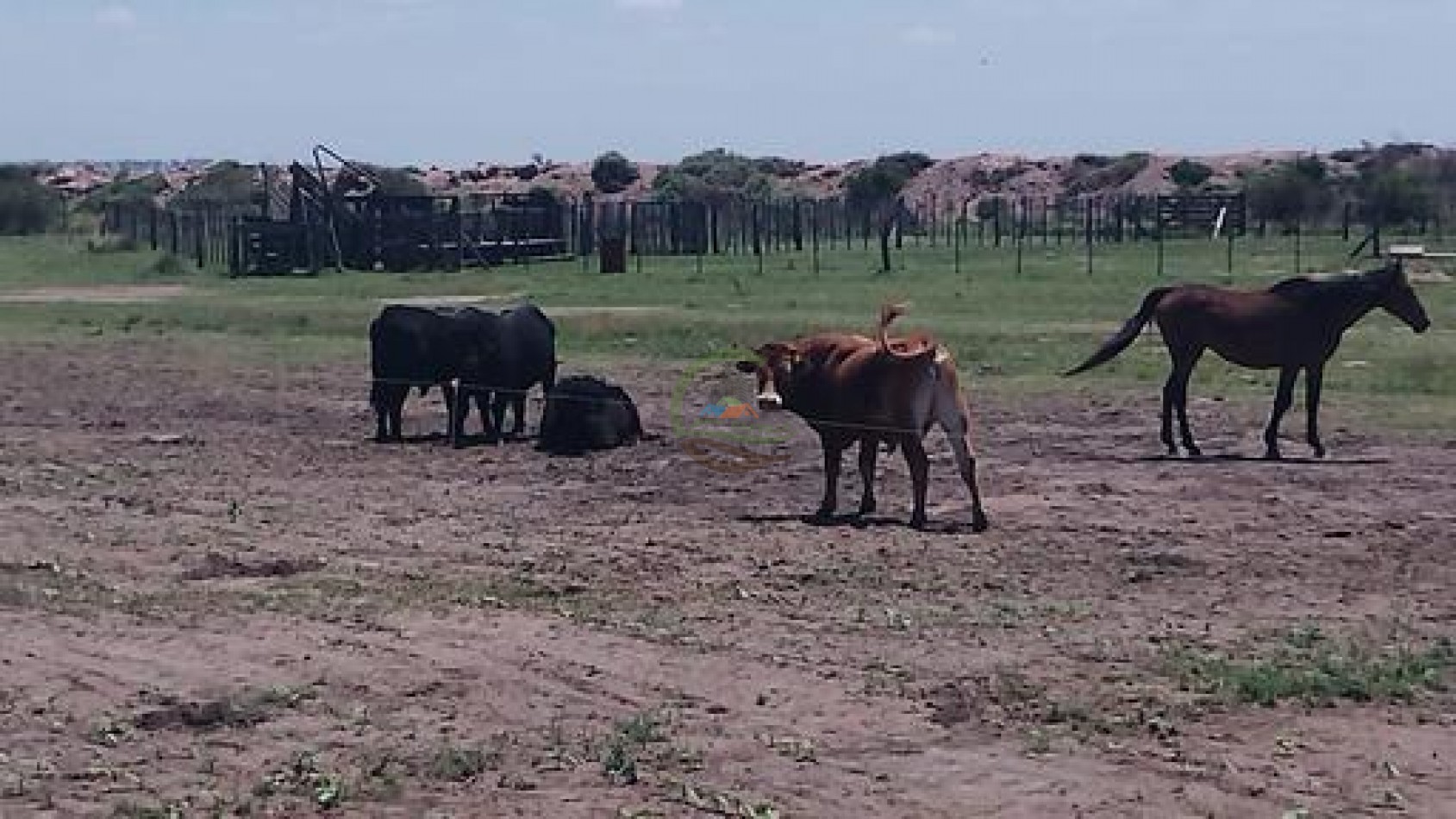 1900 Ha Mixto - Laboulaye - Cordoba