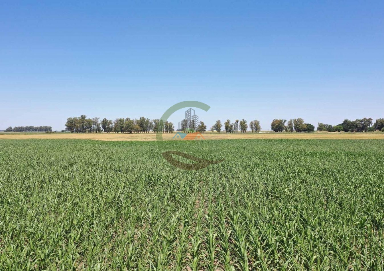 433 ha mixto - Bolivar 
