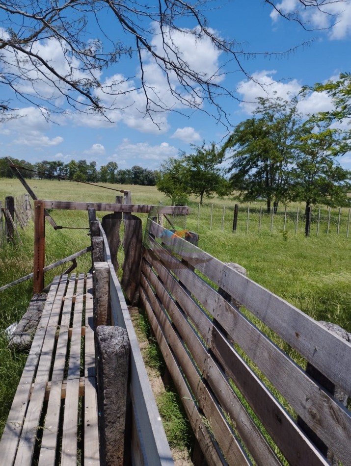 20 ha ganaderas - navarro