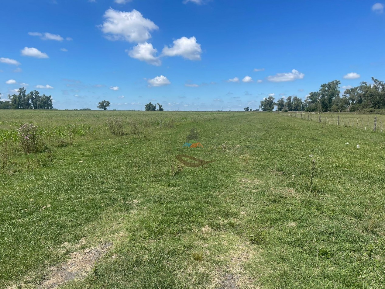 106 ha ganadero - gral alvear