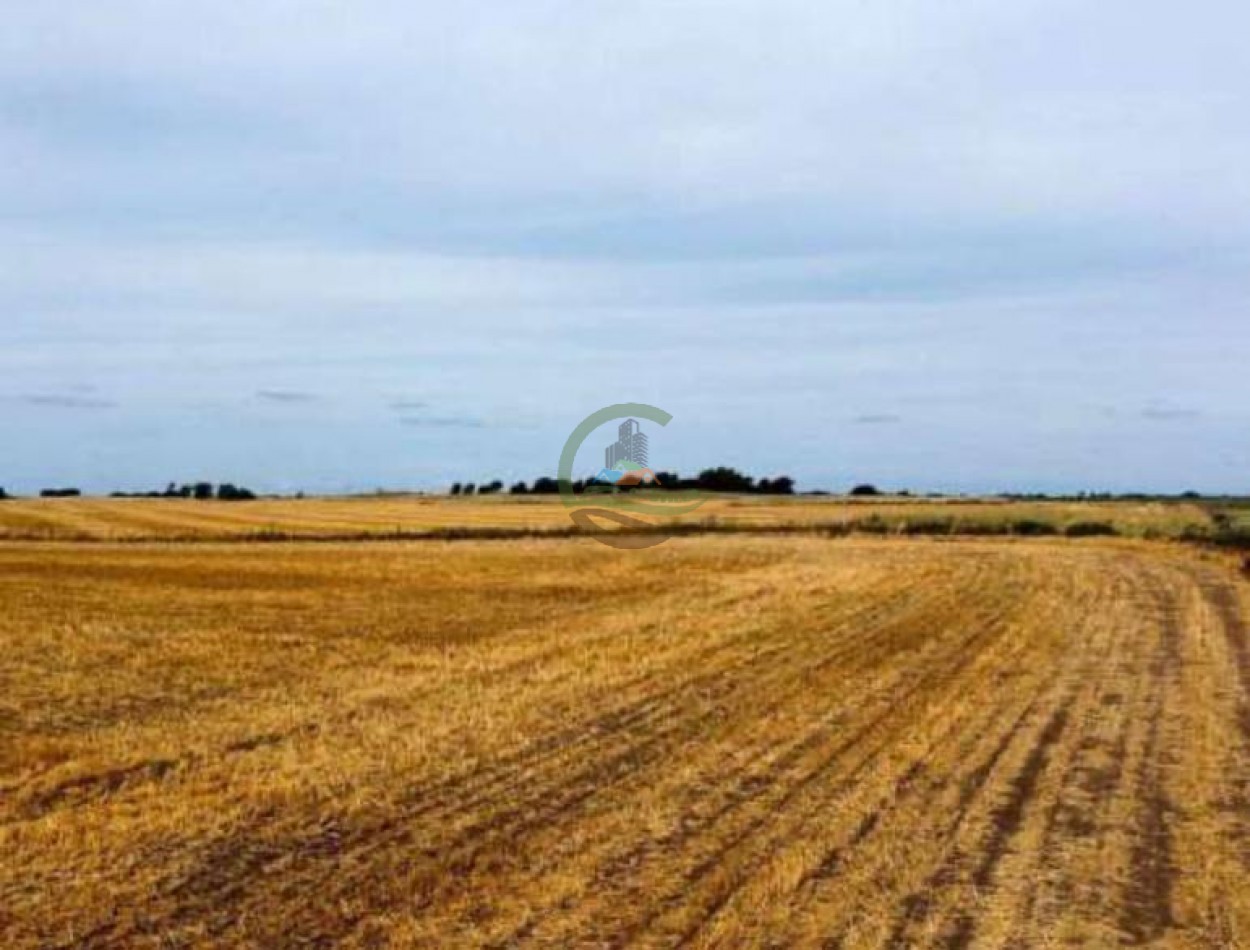 389 Ha Mixtas - Macachin - Cordoba