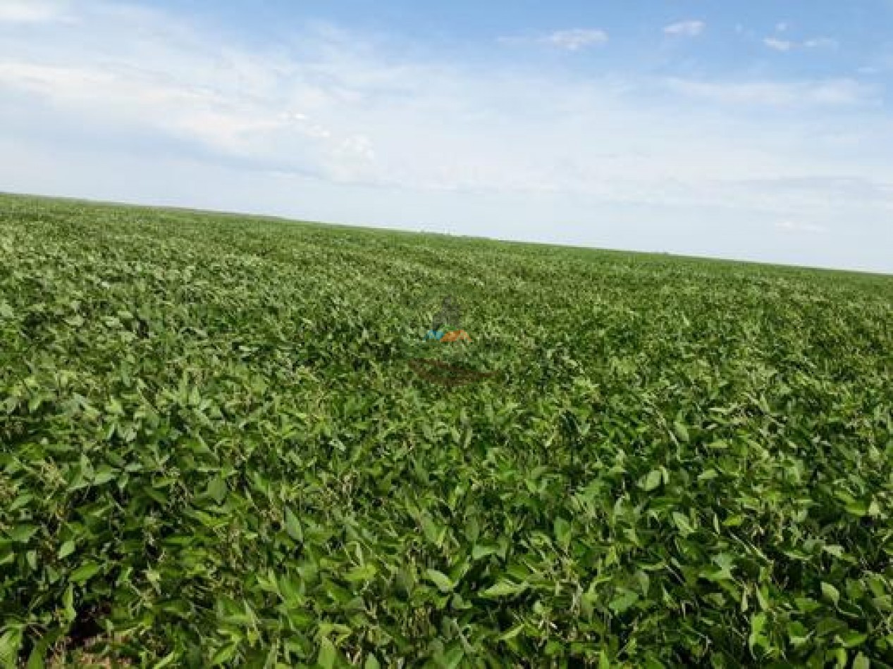 1370 Ha Agricolas - Gral Alvear
